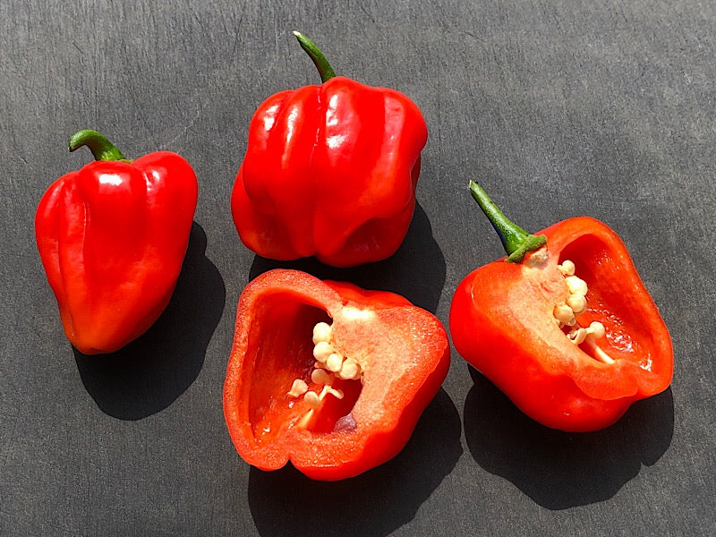 Aji Rosita Red