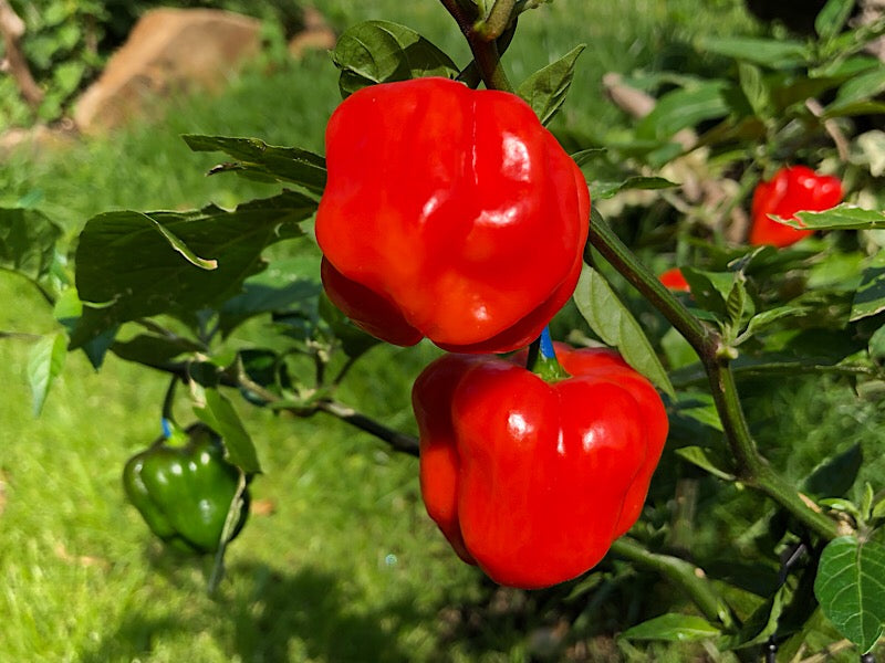 Aji Rosita Red