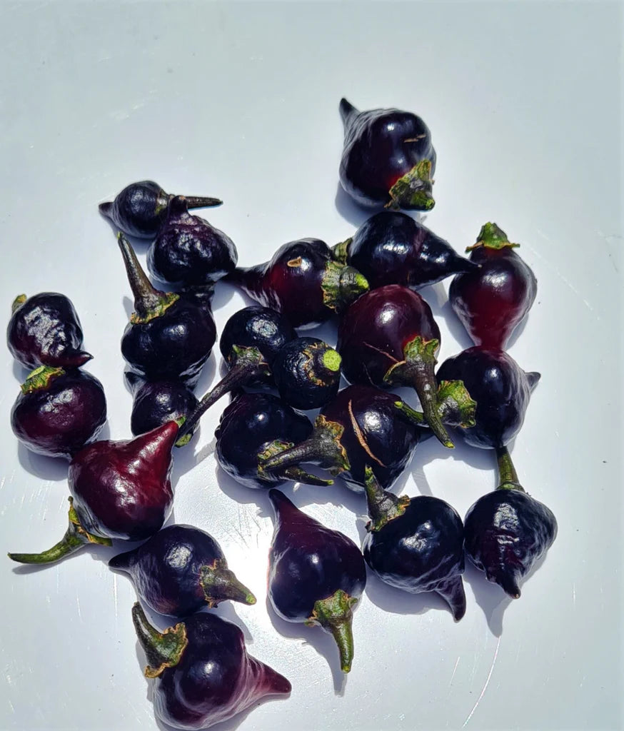 Black Chupetinho