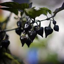 Black Chupetinho