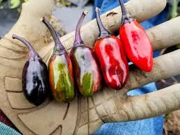 Scarlett's Chilli